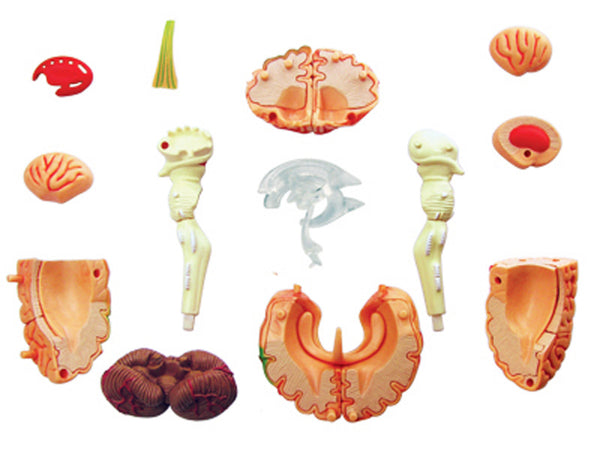 Human Body Puzzle